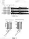 Fig. 09 - USE OF 5-METHYLTETRAHYDROFOLATE