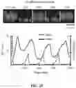 Fig. 11 - COMPOSITIONS AND METHODS OF USING INDUCIBLE SIGNALING FOR TUNABLE DYANMICS IN MICROBIAL COMMUNITIES