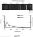Fig. 12 - COMPOSITIONS AND METHODS OF USING INDUCIBLE SIGNALING FOR TUNABLE DYANMICS IN MICROBIAL COMMUNITIES