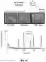 Fig. 19 - COMPOSITIONS AND METHODS OF USING INDUCIBLE SIGNALING FOR TUNABLE DYANMICS IN MICROBIAL COMMUNITIES