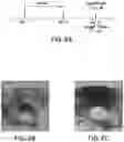 Fig. 04 - PROGESTERONE FORMULATION TO TRIGGER OVULATION AND PROVIDE LUTEAL PHASE SUPPORT