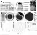 Fig. 07 - Planning and delivery of dynamically oriented electric field for biomedical applications