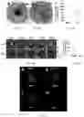 Fig. 09 - Planning and delivery of dynamically oriented electric field for biomedical applications