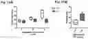 Fig. 17 - Antigenic tripeptides derived from subsp. s-type strains, derivatives and uses thereof