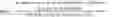 Fig. 02 - ADHESIVE TAPE