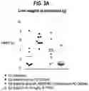 Fig. 16 - COMBINATION THERAPY FOR TREATING OR PREVENTING CANCER