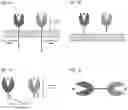 Fig. 02 - TGFBR2-BASED CHIMERIC PROTEINS