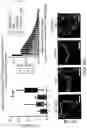 Fig. 49 - TGF-BETA INHIBITORS AND USE THEREOF