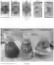 Fig. 07 - MULTI-FUNCTIONAL HYBRID MATERIAL BASED ON SEPIOLITE FOR ENVIRONMENTAL RECOVERY AND BIO-REMEDIATION