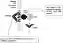 Fig. 01 - CHIMERIC ANTIGEN RECEPTORS WITH CD28 MUTATIONS AND USE THEREOF