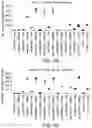 Fig. 08 - CHIMERIC ANTIGEN RECEPTORS WITH CD28 MUTATIONS AND USE THEREOF