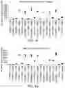 Fig. 09 - CHIMERIC ANTIGEN RECEPTORS WITH CD28 MUTATIONS AND USE THEREOF