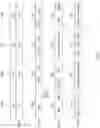 Fig. 07 - Dynamic transmission rates for isochronous streaming