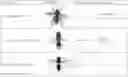Fig. 01 - ANTIMICROBIAL COMPOSITION CONTAINING WASP EXTRACT AS ACTIVE INGREDIENT