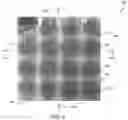 Fig. 07 - TECHNOLOGIES FOR ACOUSTOELECTRONIC NANOTWEEZING