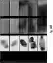 Fig. 71 - ANTIBODIES AGAINST CD73 AND USES THEREOF