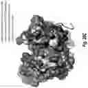 Fig. 77 - ANTIBODIES AGAINST CD73 AND USES THEREOF