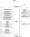 Fig. 02 - Flexible electronic device for displaying based on type of content