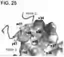 Fig. 33 - Multivalent D-Peptidic Compounds for Target Proteins