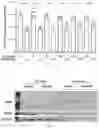 Fig. 06 - PLAKOPHILLIN-2 GENE THERAPY METHODS AND COMPOSITIONS