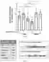 Fig. 09 - PLAKOPHILLIN-2 GENE THERAPY METHODS AND COMPOSITIONS