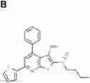 Fig. 01 - COMPOSITIONS AND METHODS FOR TREATING RENAL INJURY