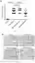 Fig. 06 - COMPOSITIONS AND METHODS FOR TREATING RENAL INJURY