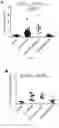 Fig. 07 - COMPOSITIONS AND METHODS FOR TREATING RENAL INJURY