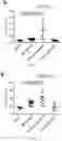 Fig. 09 - COMPOSITIONS AND METHODS FOR TREATING RENAL INJURY