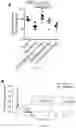 Fig. 22 - COMPOSITIONS AND METHODS FOR TREATING RENAL INJURY