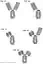 Fig. 02 - ANTIBODY CONSTRUCTS BINDING 4-1BB AND TUMOR-ASSOCIATED ANTIGENS AND USES THEREOF