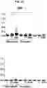 Fig. 09 - IMMUNOGENIC COMPOSITION COMPRISING STAPHYLOCOCCAL ANTIGENS
