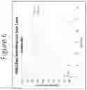 Fig. 07 - TRANSDERMAL DEVICE COMPRISING IBUPROFEN PRODRUG MOLECULES