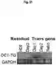 Fig. 22 - METHOD FOR MANUFACTURING INDUCED PLURIPOTENT STEM CELLS