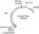 Fig. 01 - ANTI-IDE ANTIBODIES AND USES OF SAME