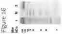 Fig. 05 - ANTI-IDE ANTIBODIES AND USES OF SAME