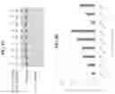 Fig. 20 - GENETICALLY ENGINEERED HEMATOPOIETIC STEM CELLS AND USES THEREOF