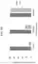Fig. 44 - GENETICALLY ENGINEERED HEMATOPOIETIC STEM CELLS AND USES THEREOF
