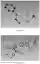 Fig. 06 - PREPARATION METHOD OF CRYSTAL STRUCTURE ANALYSIS SAMPLE FOR STRUCTURAL ANALYSIS USING CRYSTAL SPONGE METHOD
