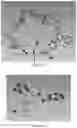 Fig. 09 - PREPARATION METHOD OF CRYSTAL STRUCTURE ANALYSIS SAMPLE FOR STRUCTURAL ANALYSIS USING CRYSTAL SPONGE METHOD