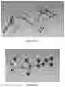 Fig. 14 - PREPARATION METHOD OF CRYSTAL STRUCTURE ANALYSIS SAMPLE FOR STRUCTURAL ANALYSIS USING CRYSTAL SPONGE METHOD