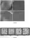 Fig. 06 - AN AGRICULTURAL ADJUVANT
