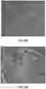 Fig. 09 - Antimicrobial peptides