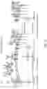 Fig. 46 - NOVEL IL2 AGONISTS AND METHODS OF USE THEREOF