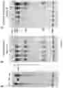 Fig. 07 - METHOD OF ISOLATION OF HYALURONAN