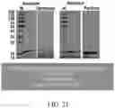 Fig. 30 - SYSTEMS AND METHODS FOR MANUFACTURING BIOLOGICALLY-PRODUCED PRODUCTS