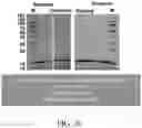 Fig. 35 - SYSTEMS AND METHODS FOR MANUFACTURING BIOLOGICALLY-PRODUCED PRODUCTS