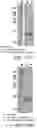 Fig. 43 - SYSTEMS AND METHODS FOR MANUFACTURING BIOLOGICALLY-PRODUCED PRODUCTS