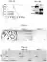 Fig. 02 - METHOD OF TREATING HER2-POSITIVE BREAST CANCER