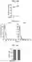 Fig. 28 - METHOD OF TREATING HER2-POSITIVE BREAST CANCER